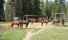 Hnaging out at the corral at Bear Corner